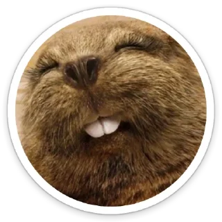 Стикер бобровая суета - 1