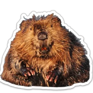 Стикер бобровая суета - 4