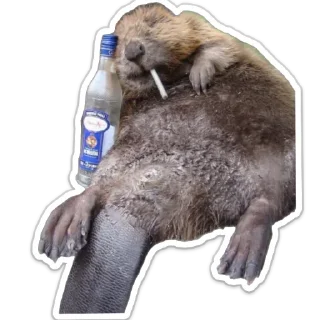 Стикер бобровая суета - 7