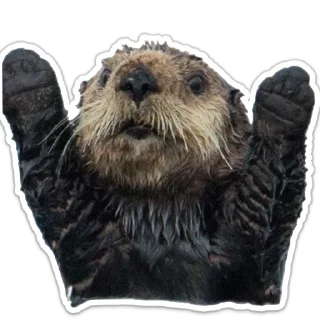 Стикер бобровая суета - 2