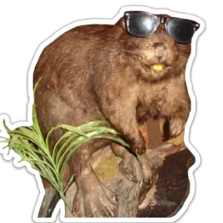 Стикер бобровая суета - 3