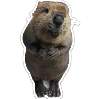 Стикер бобровая суета - 5