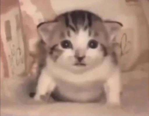 кошка млекопитающее животное