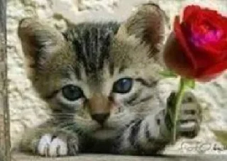 Стикер Я не котик - 7