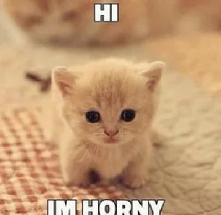 Стикер Я не котик - 9