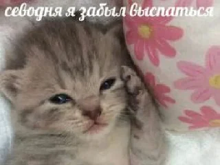 Стикер Я не котик - 8
