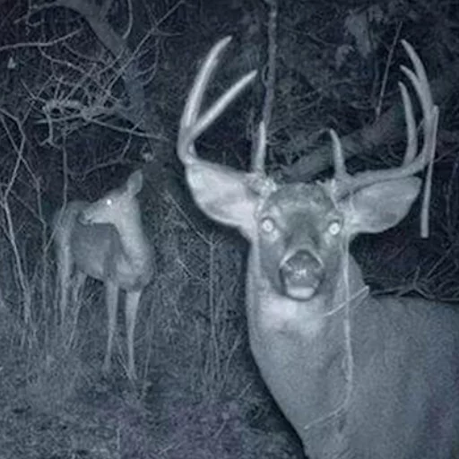 животное млекопитающее олень