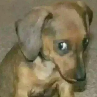 Sticker deeznuts - 3