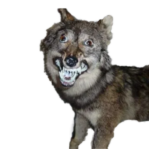 Sticker def_stckr_244689812_by_my_stckers_bot - 1