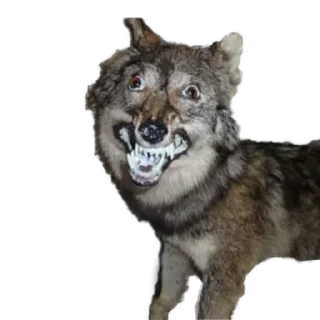 Sticker Your stickers - @my_stckers_bot - 3