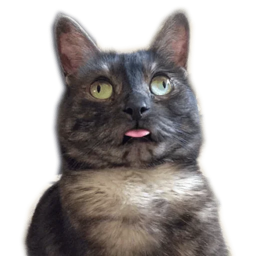 Sticker def_stckr_82224688_by_my_stckers_bot - 1