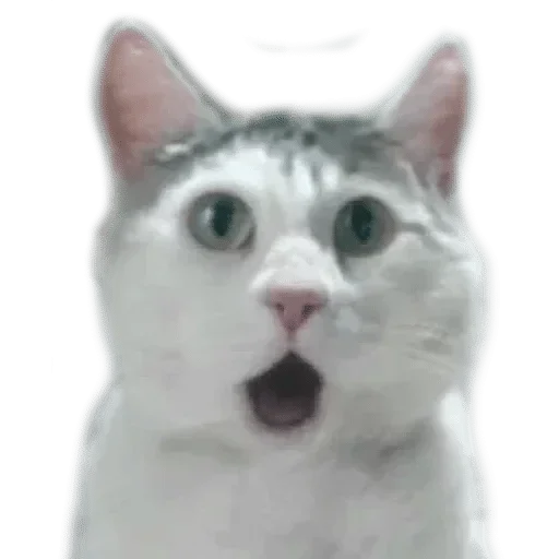 Sticker def_stckr_82224688_by_my_stckers_bot - 1