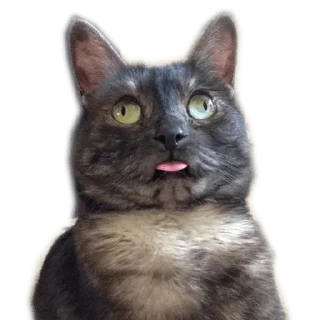 Sticker Your stickers - @my_stckers_bot - 7