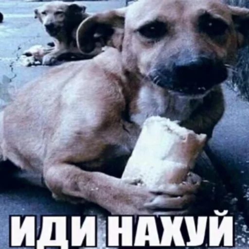 Sticker deflongdick - 1