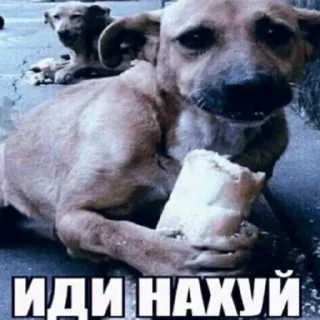 Sticker рандомная хуйня by @rowdydef - 7