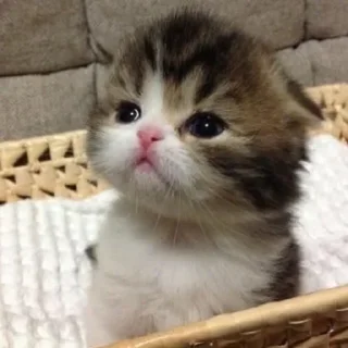 Sticker Sequels @stickersb2b - 0