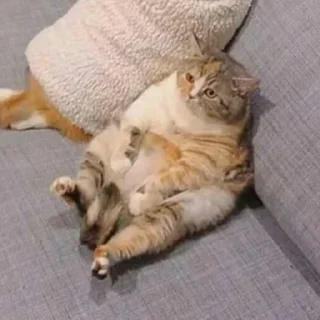 Sticker Sequels @stickersb2b - 8