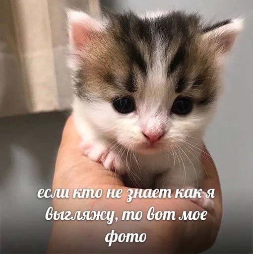 Стикер денчик у тебя баба истеричка :: @fStikBot - 6