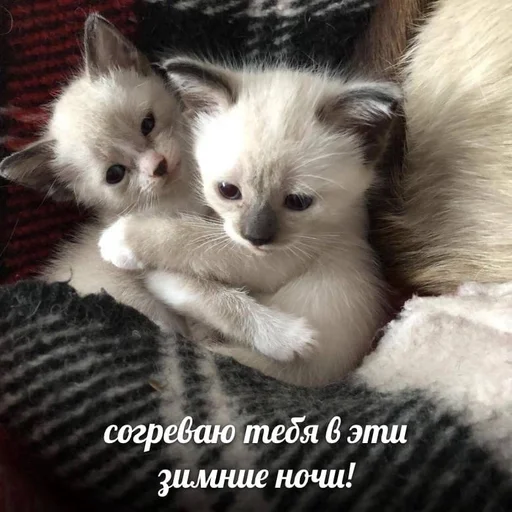 Стикер денчик у тебя баба истеричка :: @fStikBot - 5