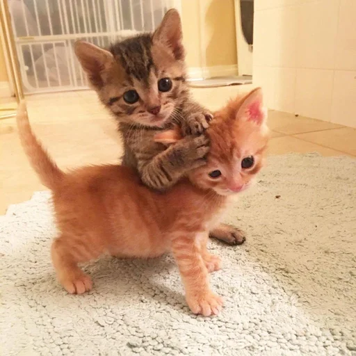 Стикер денчик у тебя баба истеричка :: @fStikBot - 3