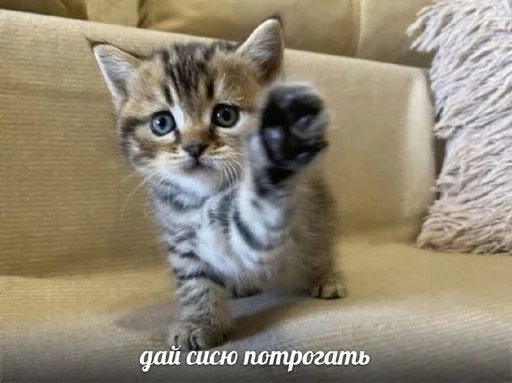 Стикер денчик у тебя баба истеричка :: @fStikBot - 1