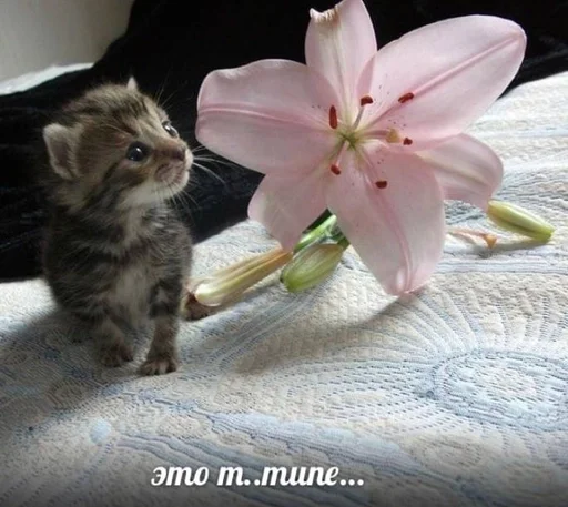 Стикер денчик у тебя баба истеричка :: @fStikBot - 0