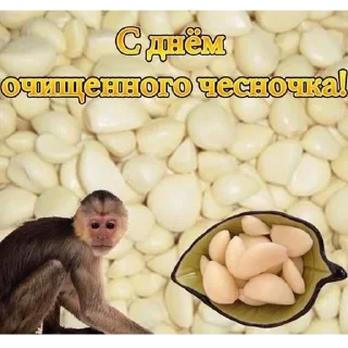 animal primate old world monkey