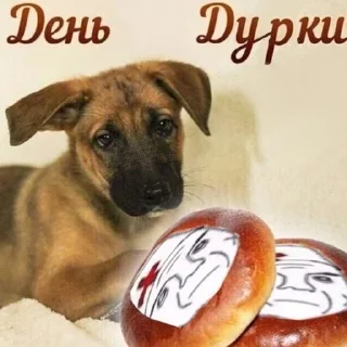 dog animal dog breed