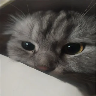 Стикер Масляцкие приколы - 9