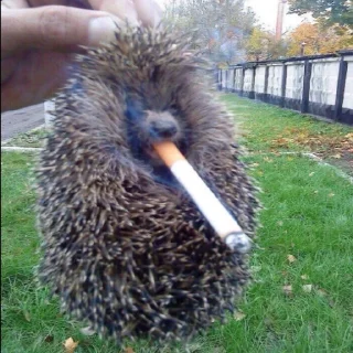 Стикер Масляцкие приколы - 8