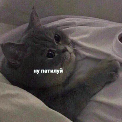 indoor small to medium-sized cats animal