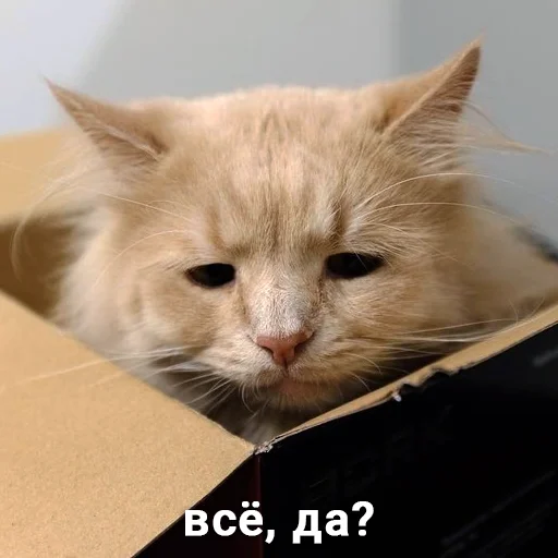 small to medium-sized cats whiskers felidae