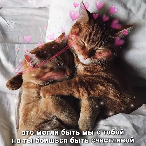 cat domestic cat small to medium-sized cats