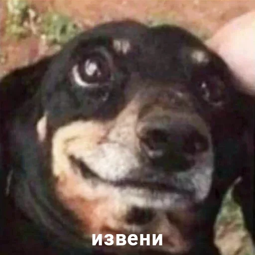 animal mammal dog breed