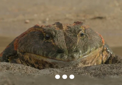 Стикер deodino - 1