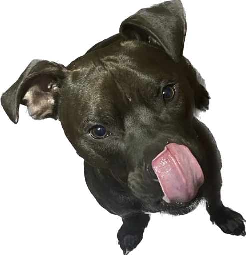 animal snout dog breed