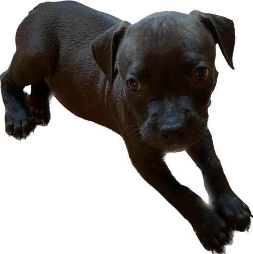 animal dog breed mammal