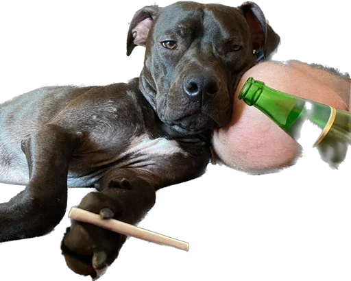 animal dog breed dog