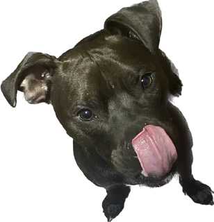 Sticker Депутат - 8