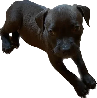 Sticker Депутат - 5