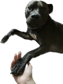 Sticker Депутат - 6