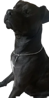 Sticker Депутат - 7