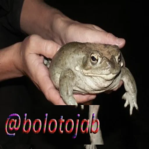 animal frog amphibian