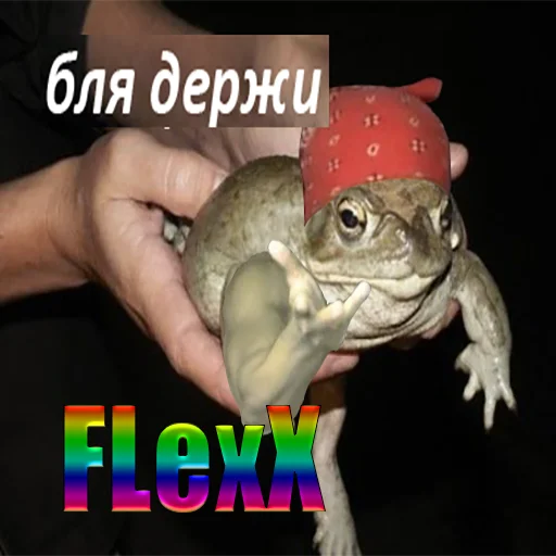 animal frog amphibian