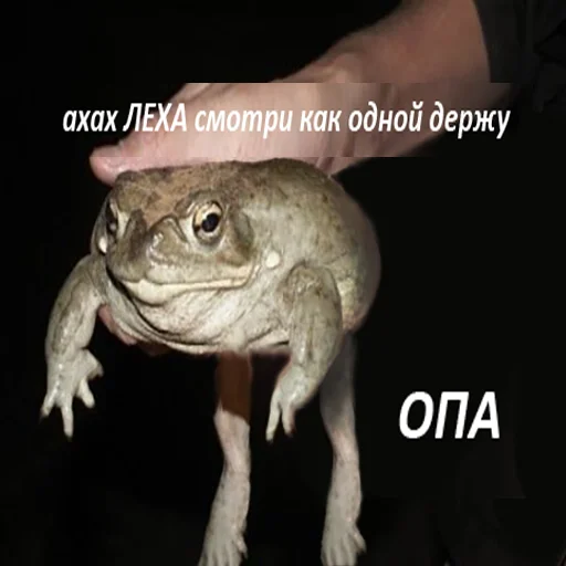 animal frog amphibian