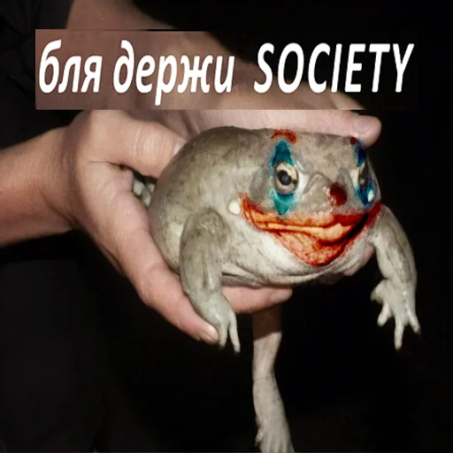 animal frog amphibian