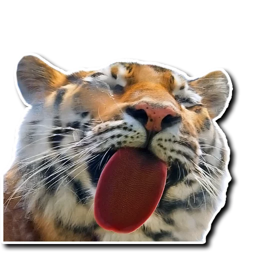 Sticker derpykitties - 1