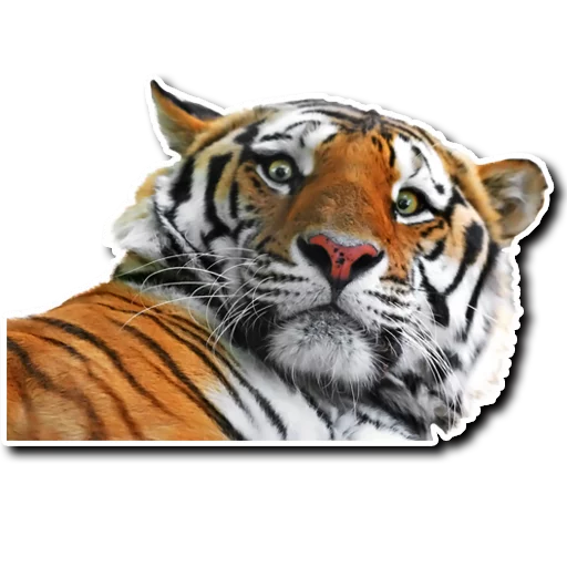 Sticker derpykitties - 1