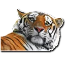 Sticker Derptacular Felines - 5