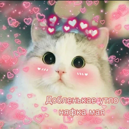 animal cat domestic cat